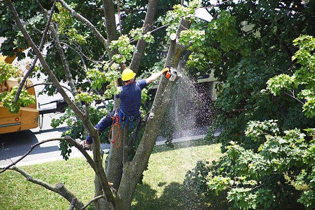 Best Palm Tree Trimming  in Oakwood, PA