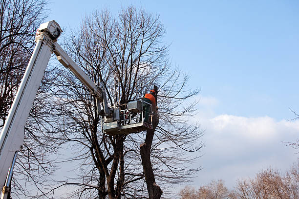 How Our Tree Care Process Works  in  Oakwood, PA